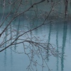 青い池　早春