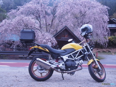 VTR250