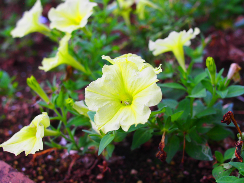 虫媒花_虫がコケてるけどお仕事中♪