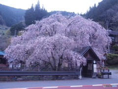へんぼり枝垂れ桜