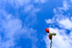 ネムと青空