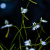 サギ草　乱舞