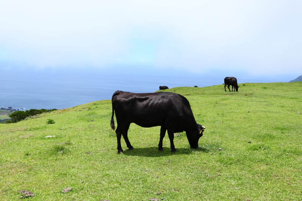 八丈島 ホルスタイン
