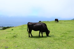 八丈島 ホルスタイン