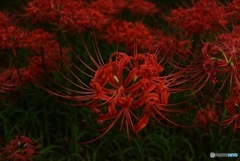 彼岸花