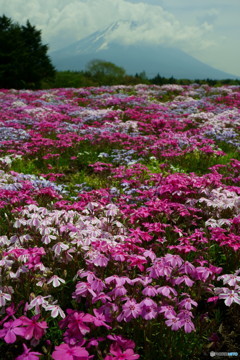 富士山　芝桜　初めでの現像