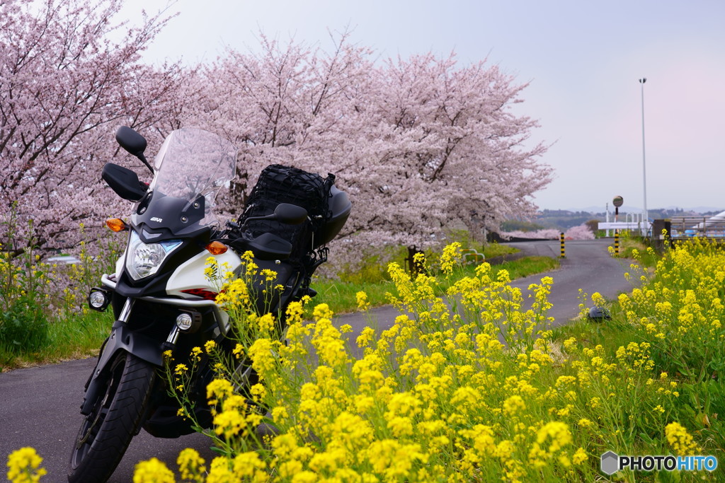 熊谷桜堤　帰り