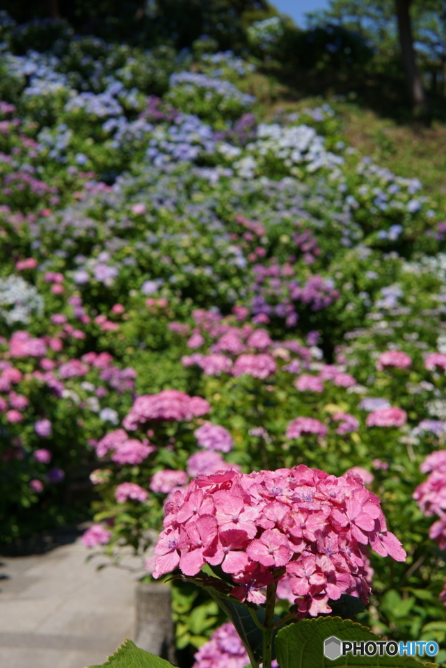 斜面いっぱいの紫陽花