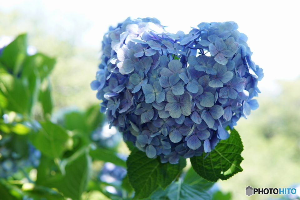 ハートの紫陽花　