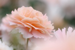 薔薇