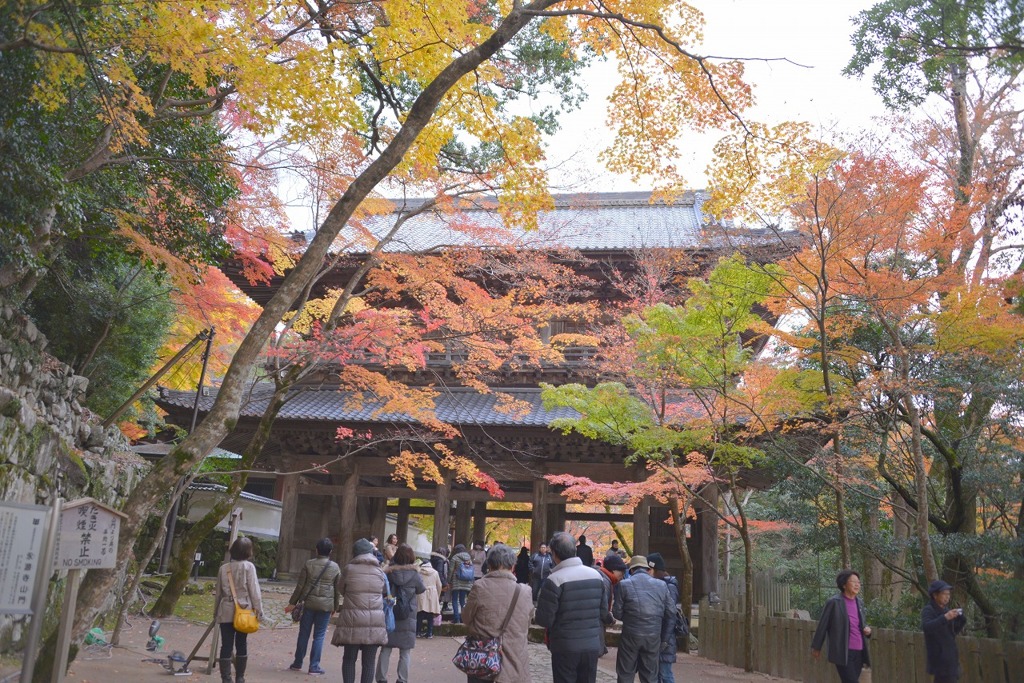 永源寺のもみじが紅葉