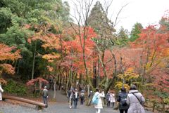 鶏足寺 紅葉