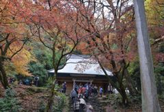鶏足寺 紅葉