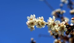 地蔵堂の桜。