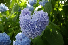 ハート紫陽花