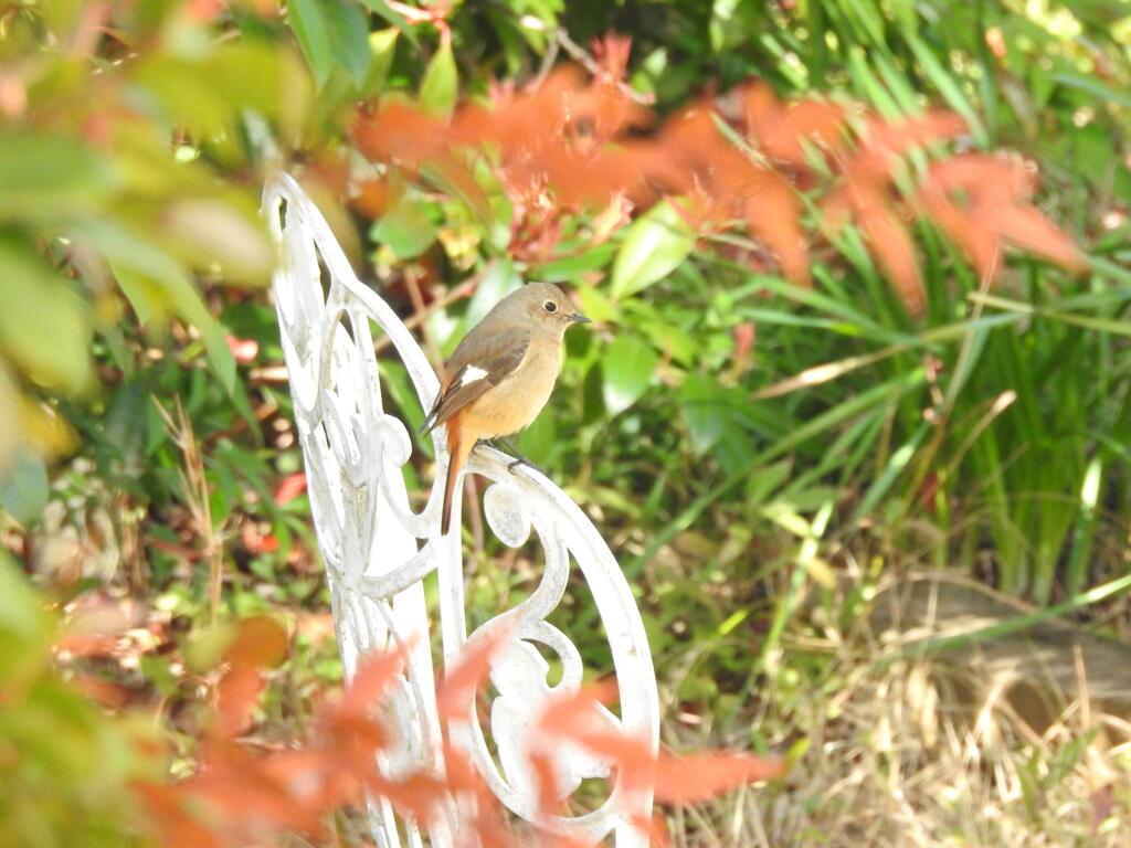 今朝のジョビ華様