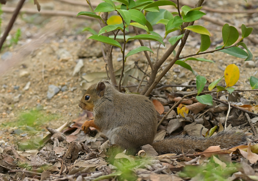 ニホンリス