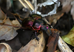 オオセンチコガネ