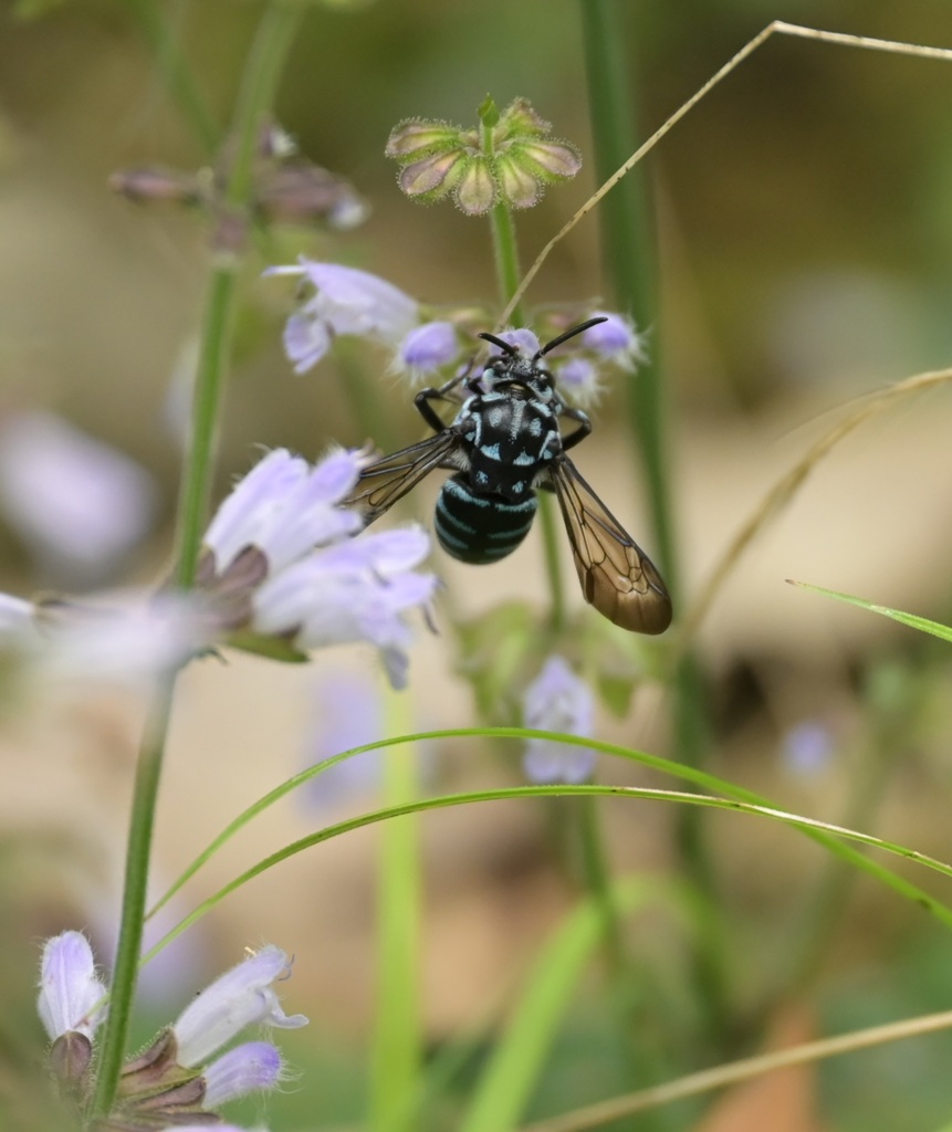 ルリモンハナバチ