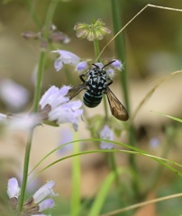 ルリモンハナバチ