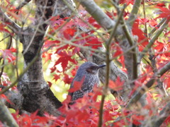 ひよどりと紅葉