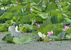 蓮とチュウサギ