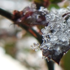 雪の結晶(幅広六花)