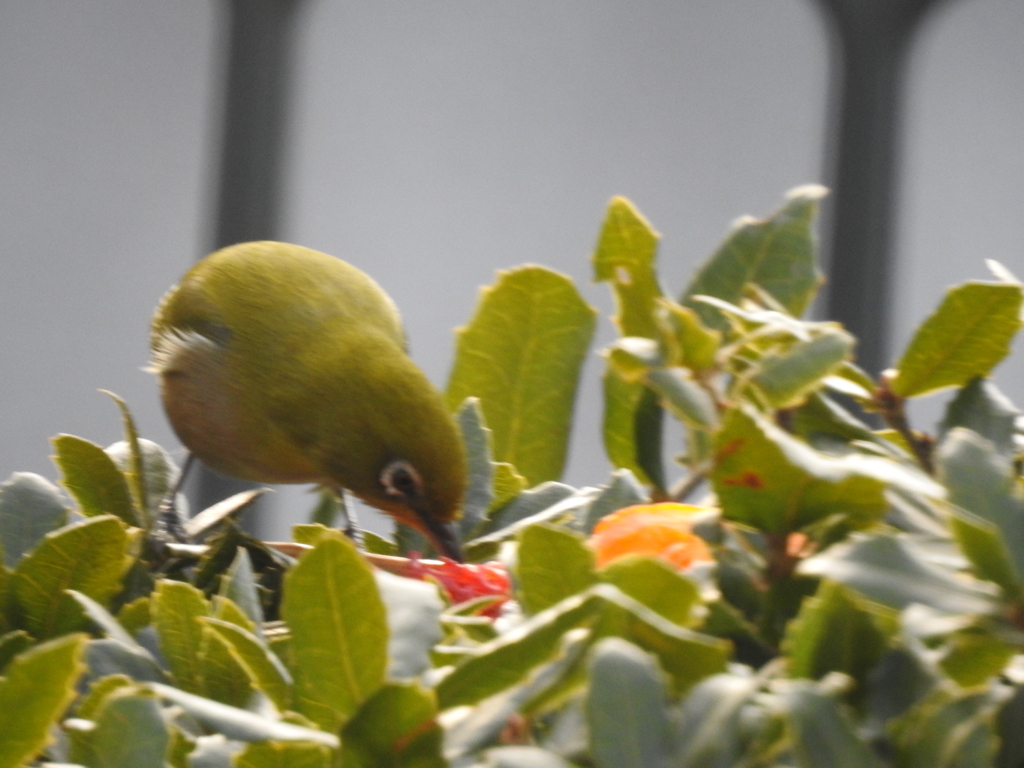 メジロいちごを食べる！