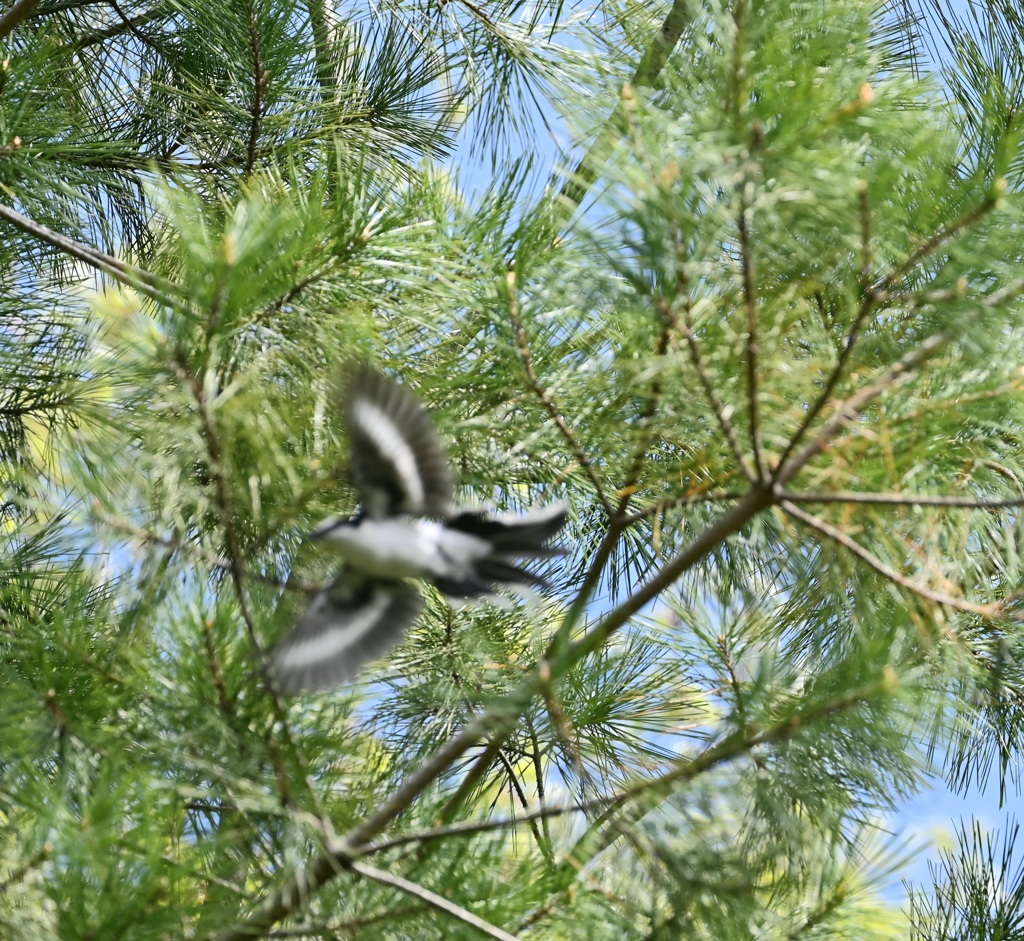 羽ばたくサンショウクイ