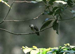 今日の？ちゃん