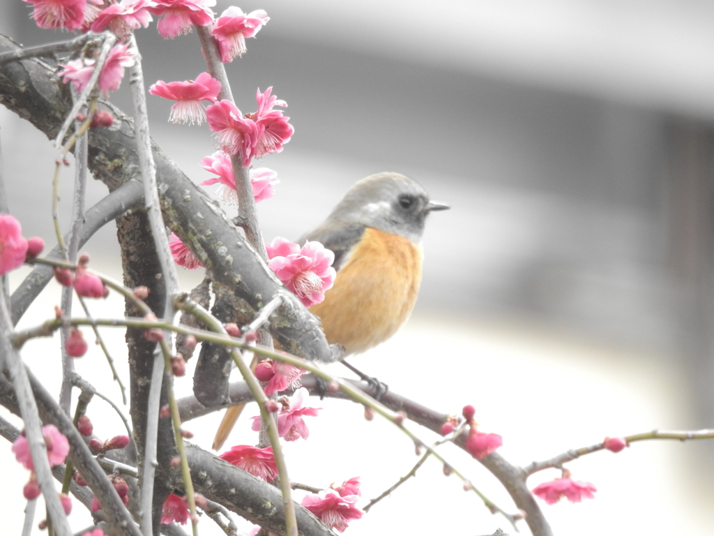 垂れ梅とジョウビタキ