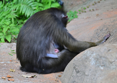 マンドリル