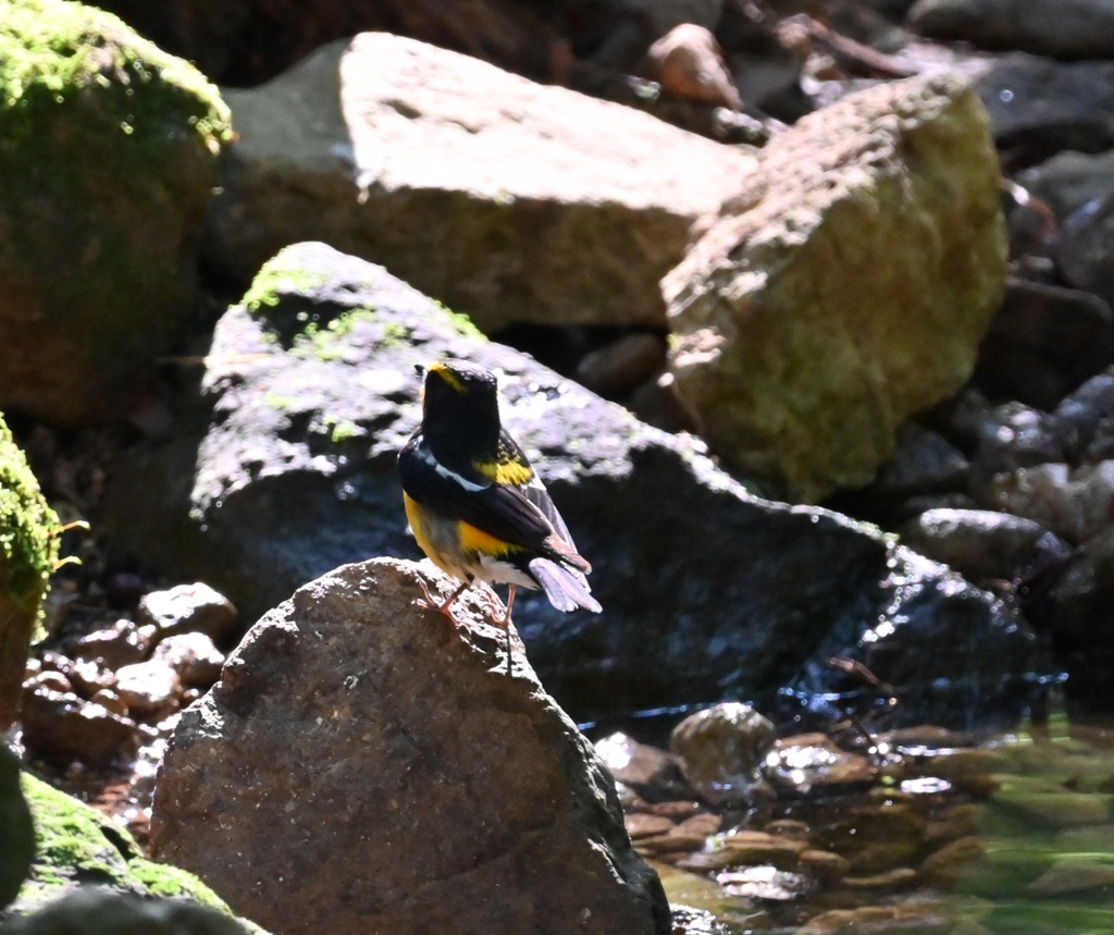 キビタキも水浴び