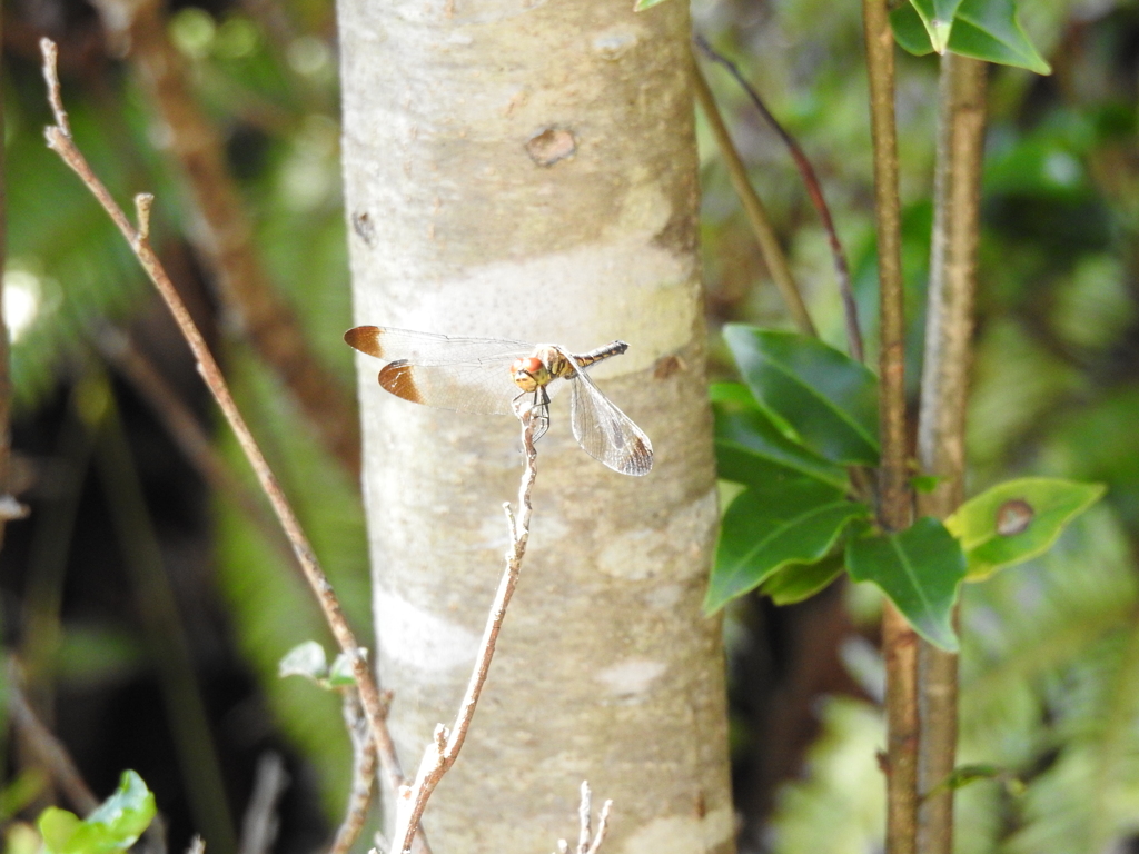 マユタテアカネ