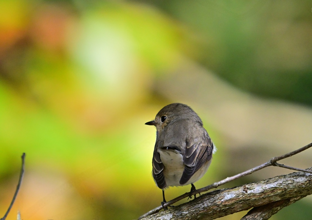 ニシオジロビタキ