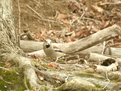 不良っぽいシメ