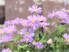 庭の花