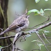 キビタキ 幼鳥