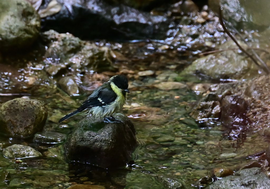 水浴びシジュウカラ