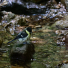 水浴びシジュウカラ