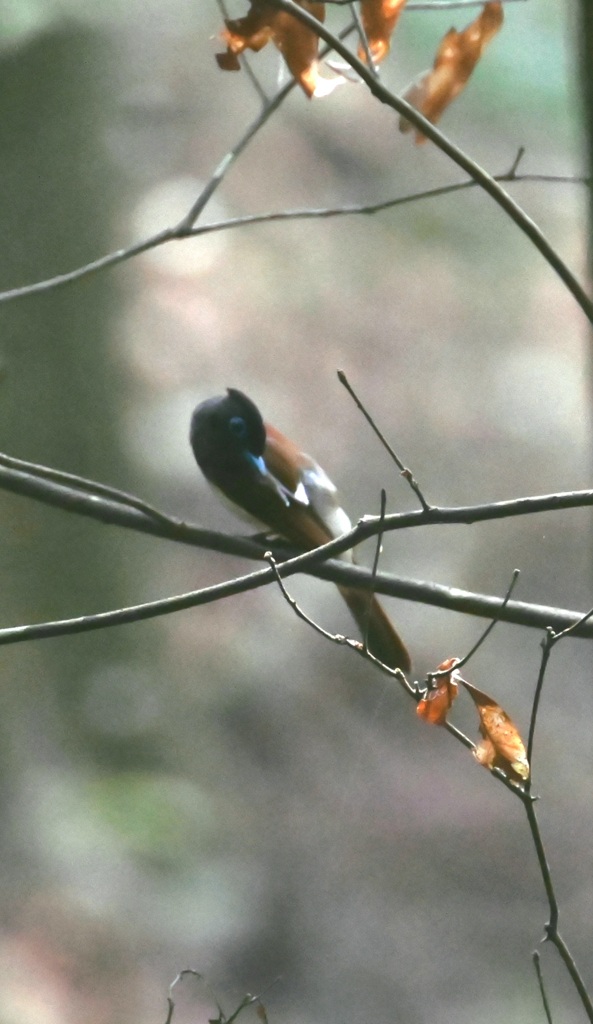 サンコウチョウ