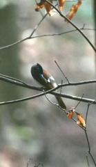 サンコウチョウ