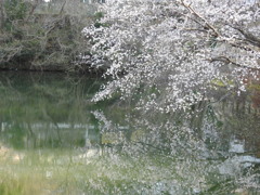 山桜