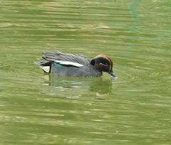 おしゃれな柄の水鳥 コガモ雄