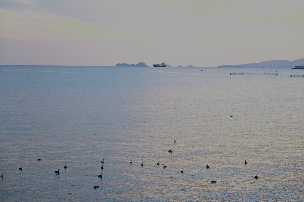 夕陽とカンムリカイツブリ