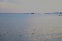 夕陽とカンムリカイツブリ