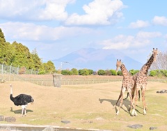 キリンと桜島