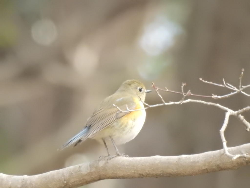 ルリ子  対 ジョビコ
