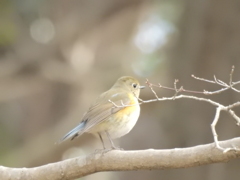 ルリ子  対 ジョビコ