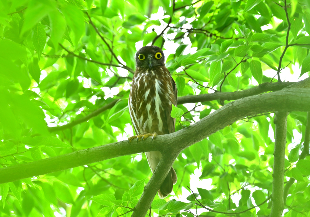 ズクさん